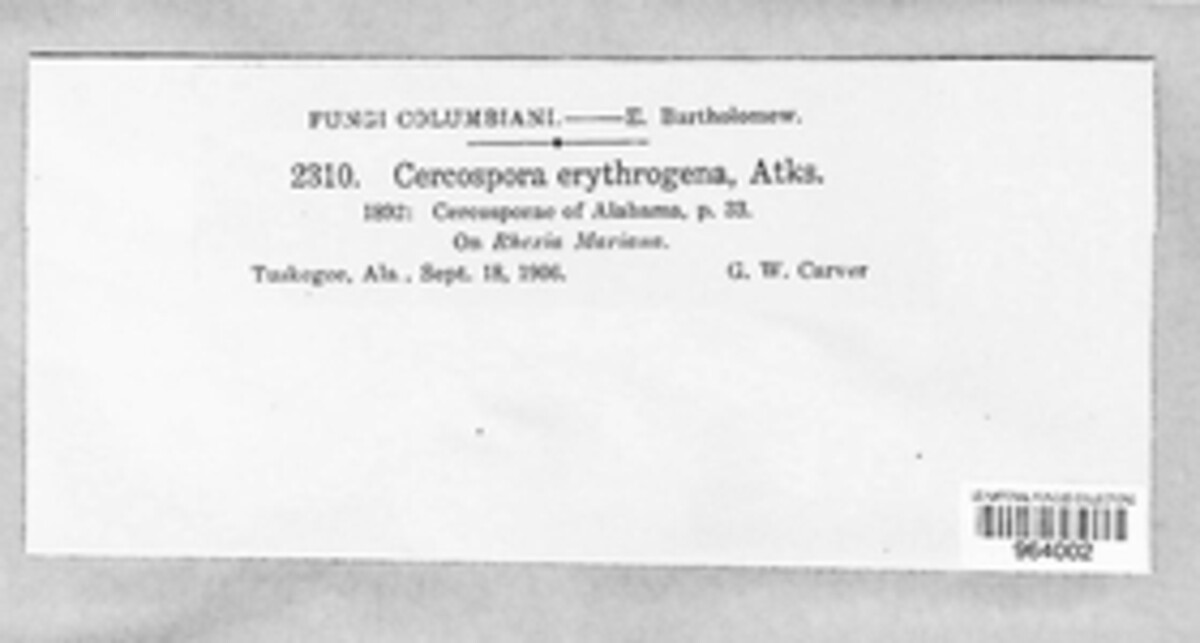 Pseudocercospora erythrogena image
